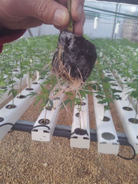 how to germinate marijuana seeds for hydro